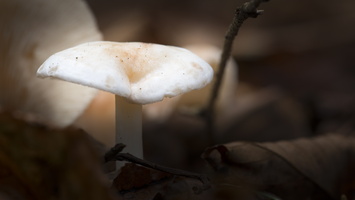 1401026-Arboretum-107