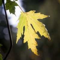 1401026-Arboretum-117