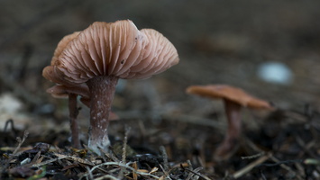 1401026-Arboretum-128