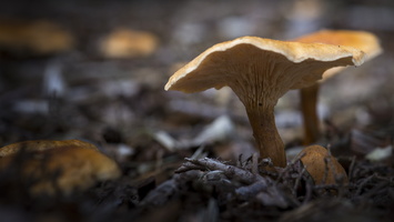 1401026-Arboretum-133