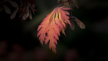 1401026-Arboretum-138