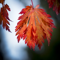 1401026-Arboretum-140