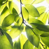 1401026-Arboretum-149