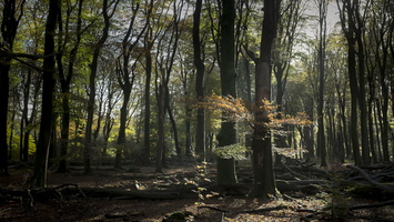141109-Beuken--103