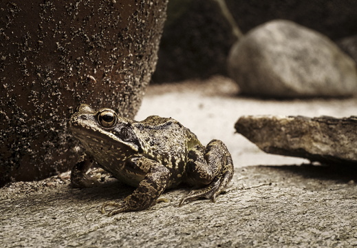 150704-kikker-100-01