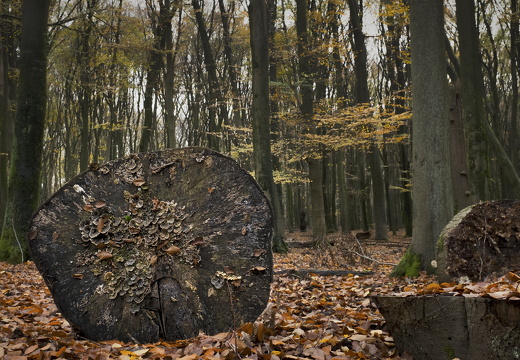 151108-Vierhouten-101