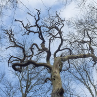 150208-CorversBos-102