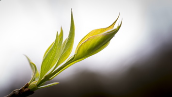 150406-Arboretum-102