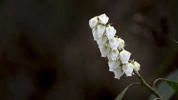 150406-Arboretum-112