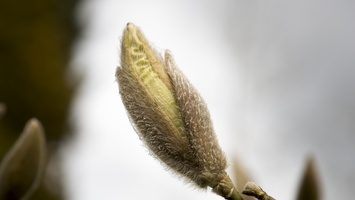 150406-Arboretum-113