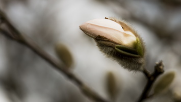 150406-Arboretum-121