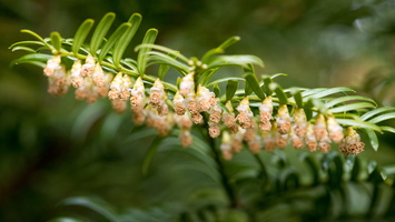 150406-Arboretum-130