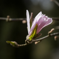 150419-Arboretum-101