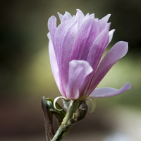 150419-Arboretum-103