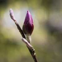 150419-Arboretum-105
