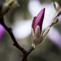 150419-Arboretum-106