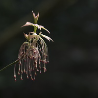 150419-Arboretum-116