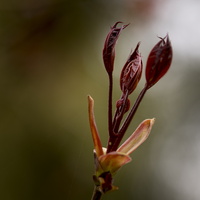 150419-Arboretum-119