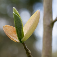 150419-Arboretum-122