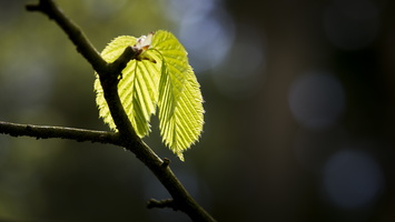 150419-Arboretum-123
