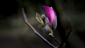 150419-Arboretum-138