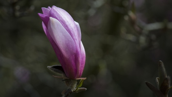 150419-Arboretum-139
