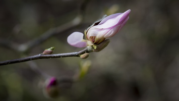 150419-Arboretum-142