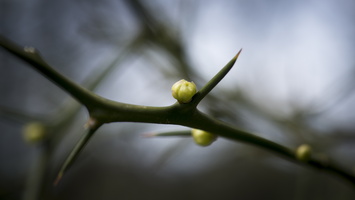 150419-Arboretum-144