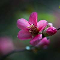 150419-Arboretum-146