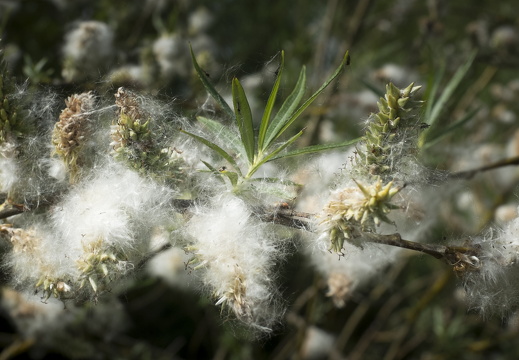 150523-Pinksteren-113