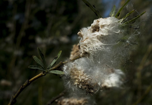 150523-Pinksteren-114