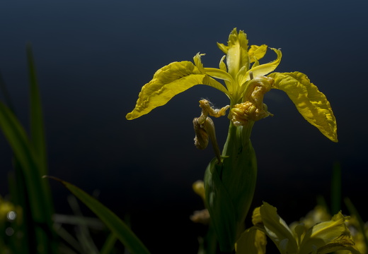 150523-Pinksteren-134