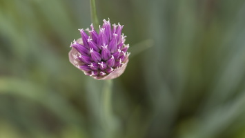 150609-BotTuinUtrecht-130