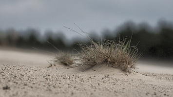 150613-Kootwijkerzand-115