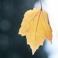 151011-Arboretum-109