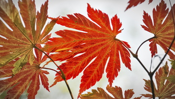 151011-Arboretum-110