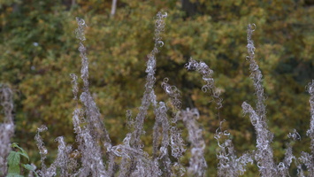 151025-Bos-110