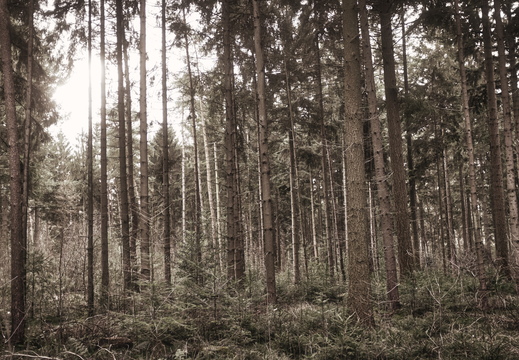 160207-LageVuursche-100