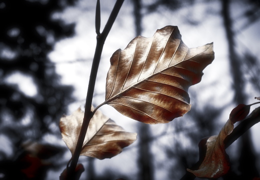 160207-LageVuursche-102