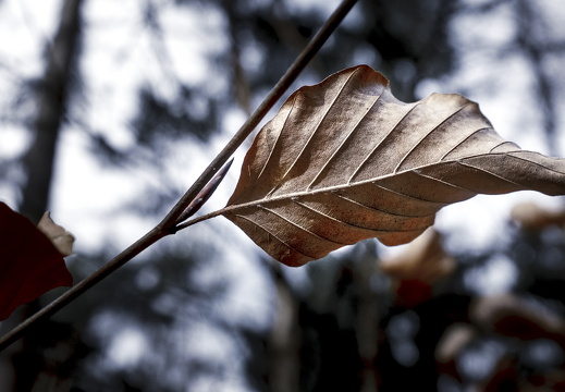 160207-LageVuursche-104
