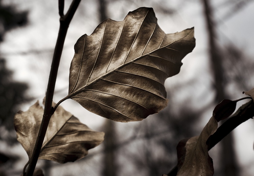 160207-LageVuursche-105