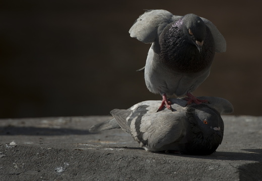 160227-Amsterdam-200