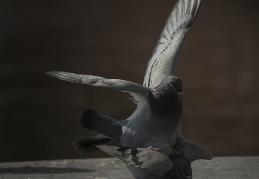 160227-Amsterdam-201