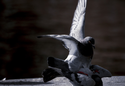 160227-Amsterdam-217