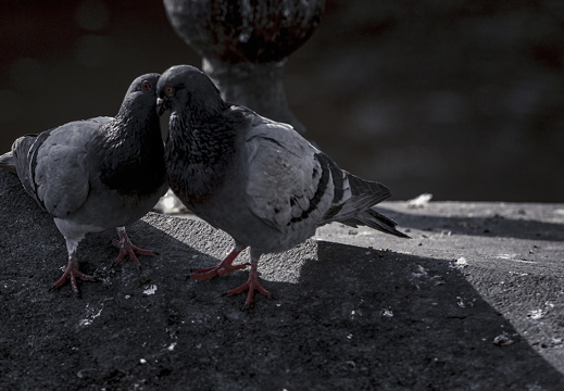 160227-Amsterdam-239