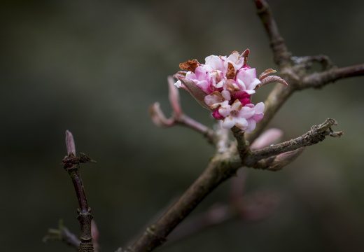 160320-ArboretumDoorn-100