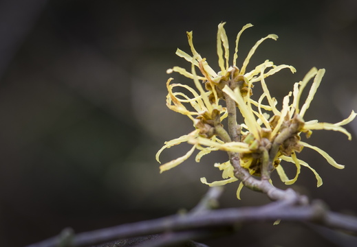 160320-ArboretumDoorn-101