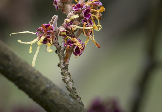 160320-ArboretumDoorn-103