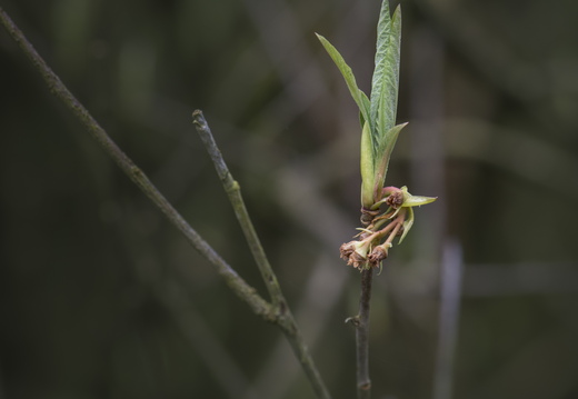 160320-ArboretumDoorn-104