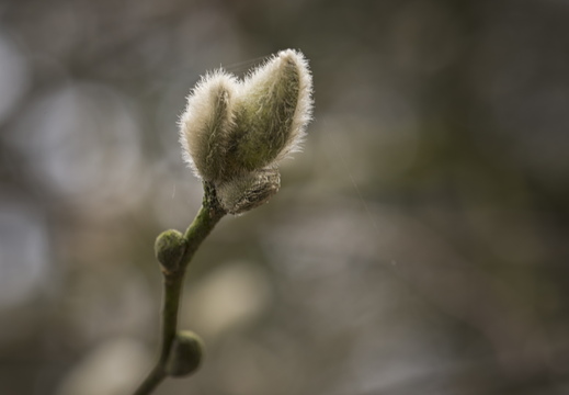 160320-ArboretumDoorn-105